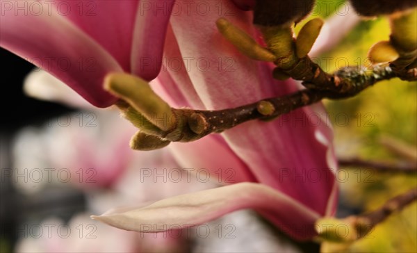 Iserlohn. Thanks to the climate change, early spring has come earlier than usual. The flowering plants in the front gardens are already showing their splendour. Thanks to climate change, early spring is coming earlier than usual this year