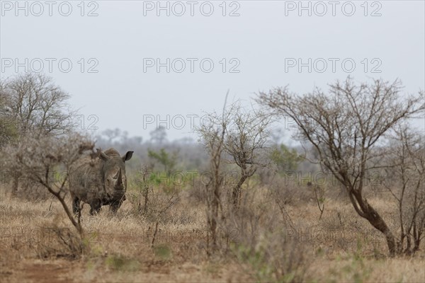 Southern white rhinoceros (Ceratotherium simum simum), adult male standing in dry grass, looking at camera, alert, Kruger National Park, South Africa, Africa