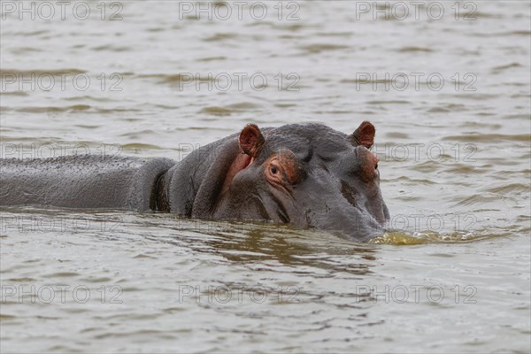 Hippopotamus (Hippopotamus amphibius), adult in water, looking at camera, head close-up, Sunset Dam, Kruger National Park, South Africa, Africa