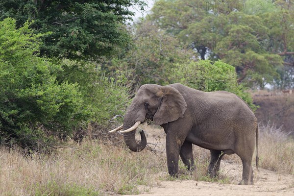 African bush elephant (Loxodonta africana), adult male feeding, Kruger National Park, South Africa, Africa