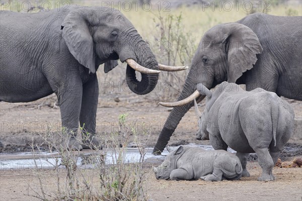 African bush elephants (Loxodonta africana), adult males drinking at waterhole, with Southern white rhinoceroses (Ceratotherium simum simum), adult female standing aside with young rhino lying down, waiting to drink, Kruger National Park, South Africa, Africa