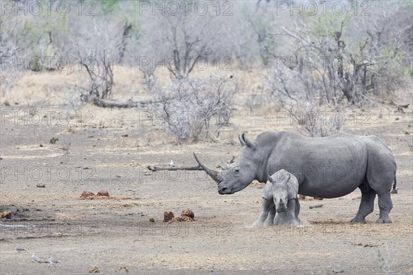 Southern white rhinoceroses (Ceratotherium simum simum), adult female with fearful young rhino, standing aside at waterhole, waiting to drink, alert, Kruger National Park, South Africa, Africa