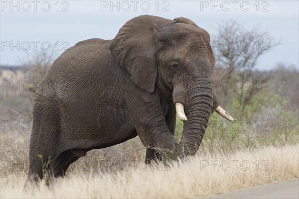 African bush elephant (Loxodonta africana), adult male standing next to the tarred road, feeding on bushes, Kruger National Park, South Africa, Africa