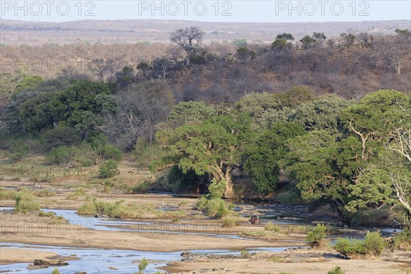 Landscape of the Olifants river bed in the dry season, with two standing adult hippopotamuses (Hippopotamus amphibius), morning light, Kruger National Park, South Africa, Africa