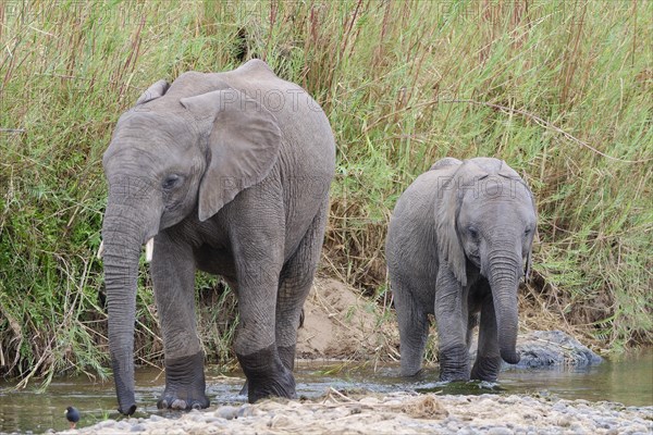 African bush elephants (Loxodonta africana), two elephant calves walking in the Olifants River, Kruger National Park, South Africa, Africa