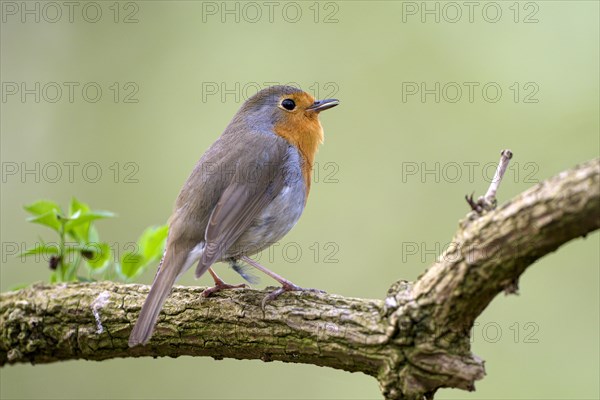 European robin (Erithacus rubecula), adult bird, mating season, Ruhraue, Muelheim, Ruhr area, North Rhine-Westphalia, Germany, Europe