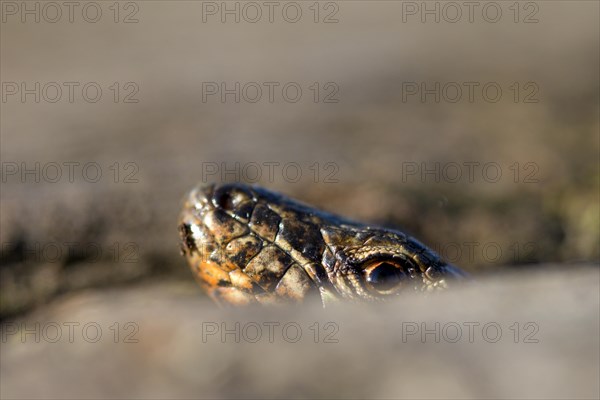 Common wall lizard (Podarcis muralis), adult male, looking out of its hiding place, in an old railway track, portrait, Landschaftspark Duisburg Nord, Ruhr area, North Rhine-Westphalia, Germany, Europe