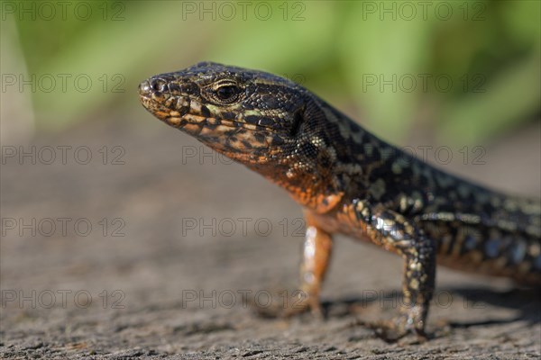 Common wall lizard (Podarcis muralis), adult male, in mating dress, sitting on a rail, in an old railway track, portrait, Landschaftspark Duisburg Nord, Ruhr area, North Rhine-Westphalia, Germany, Europe