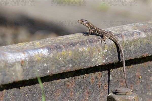 Common wall lizard (Podarcis muralis), adult female, sitting on a rail, in an old railway track, Landschaftspark Duisburg Nord, Ruhr area, North Rhine-Westphalia, Germany, Europe