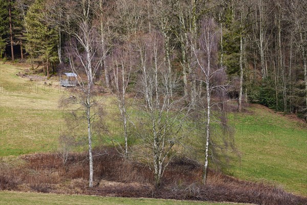 Group of bare birch trees (Betula) in winter in front of conifers in the Black Forest near Hofstetten, Ortenaukreis, Baden-Wuerttemberg, Germany, Europe