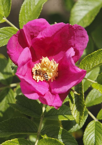 European honey bee (Apis mellifera) on rugosa rose (Rosa Rugosa), North Rhine-Westphalia, Germany, Europe