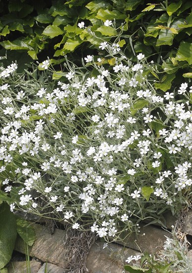 Field chickweed (Cerastium arvense), in flower, North Rhine-Westphalia, Germany, Europe