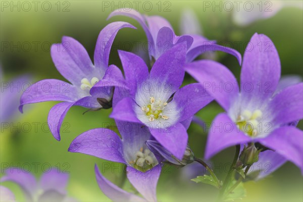 Bellflower (Campanula), North Rhine-Westphalia, Germany, Europe