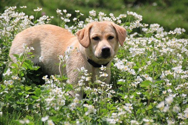 A Labrador puppy in a field of white flowers, portraying a serene, springtime scene, Amazing Dogs in the Nature