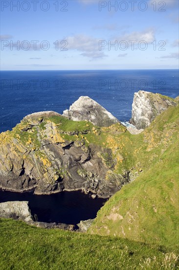 Northern Gannet bird colony, Morus bassanus, The Greing stacks, Hermaness, Unst, Shetland Islands, Scotland, United Kingdom, Europe