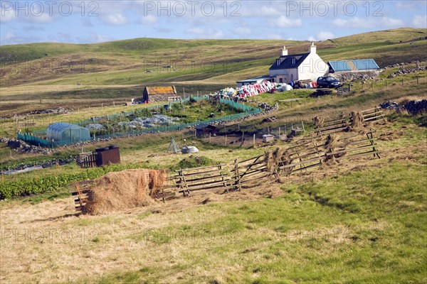 Croft house garden, Sandness, Mainland, Shetland Islands, Scotland, United Kingdom, Europe