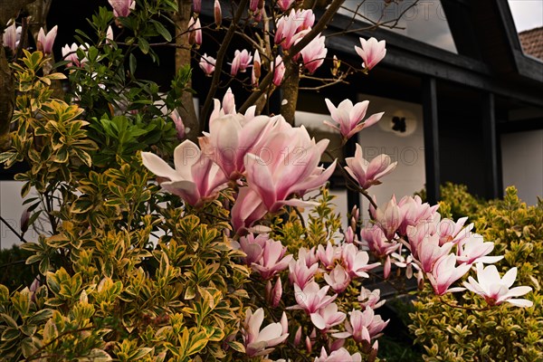 Iserlohn. Thanks to the climate change, early spring has come earlier than usual. The flowering plants in the front gardens are already showing their splendour. Thanks to climate change, early spring is coming earlier than usual this year