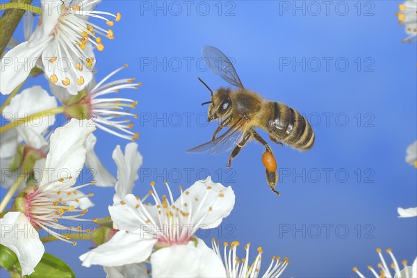 European honey bee (Apis mellifera) bee in flight at the blossom of the heckendorn, blackthorn (Prunus spinosa), wild fruit tree, large-fruited blackthorn, high-speed aerial photograph, spring, wildlife, insects, Siegerland, North Rhine-Westphalia, Germany, Europe