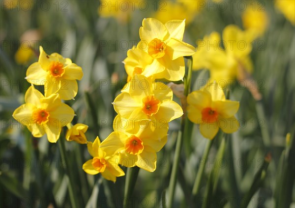 Yellow-orange daffodils (Narcissus), North Rhine-Westphalia, Germany, Europe