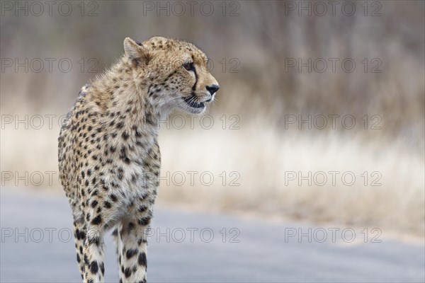 Cheetah (Acinonyx jubatus), adult, standing on the tarred road, alert, early in the morning, animal portrait, Kruger National Park, South Africa, Africa