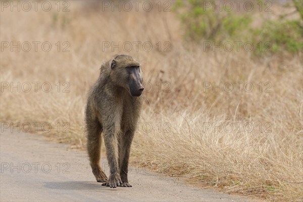 Chacma baboon (Papio ursinus), adult male walking on the side of the tarred road, Kruger National Park, South Africa, Africa