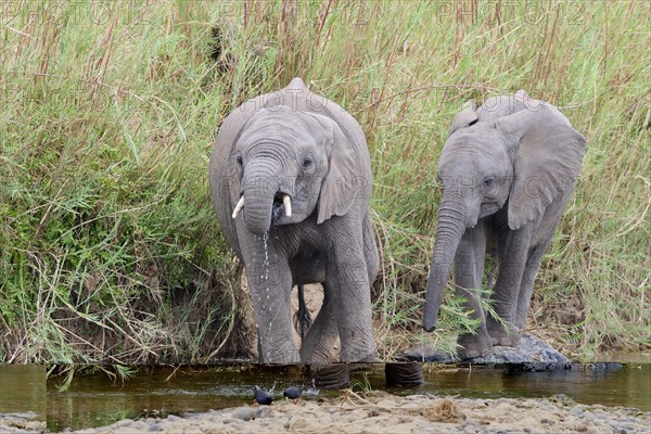 African bush elephants (Loxodonta africana), two elephant calves drinking water from the Olifants River, two black crakes (Zapornia flavirostra) foraging in front, Kruger National Park, South Africa, Africa