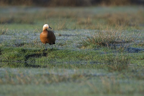 Ruddy shelduck (Tadorna ferruginea), male, in a meadow, Dingdener Heide nature reserve, North Rhine-Westphalia, Germany, Europe