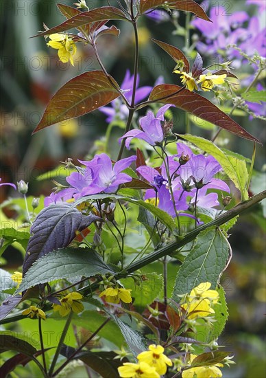 Bellflower (Campanula), North Rhine-Westphalia, Germany, Europe