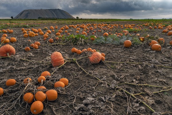 Pumpkin patch Hagenburg Lower Saxony Germany