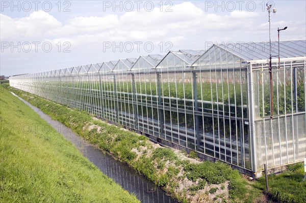 Intensive horticulture growing tomatoes in greenhouses, near Schipluiden, Netherlands