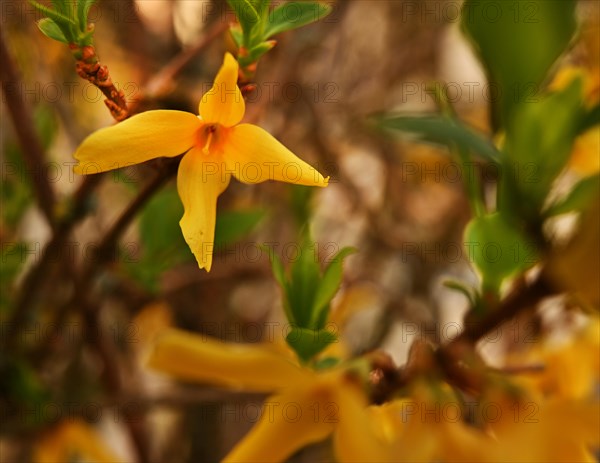 Iserlohn. Thanks to the climate change, early spring has come earlier than usual. The flowering plants in the front gardens are already showing their splendour. Thanks to climate change, early spring is coming earlier than usual this year