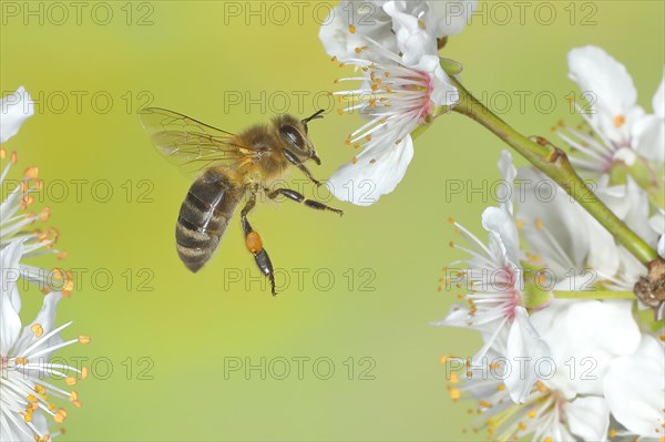 European honey bee (Apis mellifera) bee in flight at the blossom of the heckendorn, blackthorn (Prunus spinosa), wild fruit tree, large-fruited blackthorn, high-speed aerial photograph, spring, wildlife, insects, Siegerland, North Rhine-Westphalia, Germany, Europe