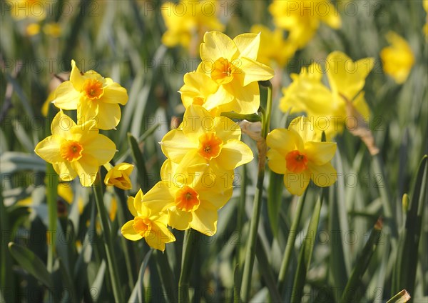 Yellow-orange daffodils (Narcissus), North Rhine-Westphalia, Germany, Europe