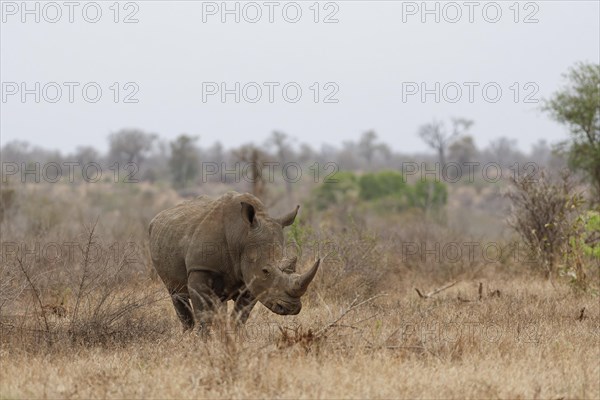 Southern white rhinoceros (Ceratotherium simum simum), adult male standing in dry grass, alert, Kruger National Park, South Africa, Africa