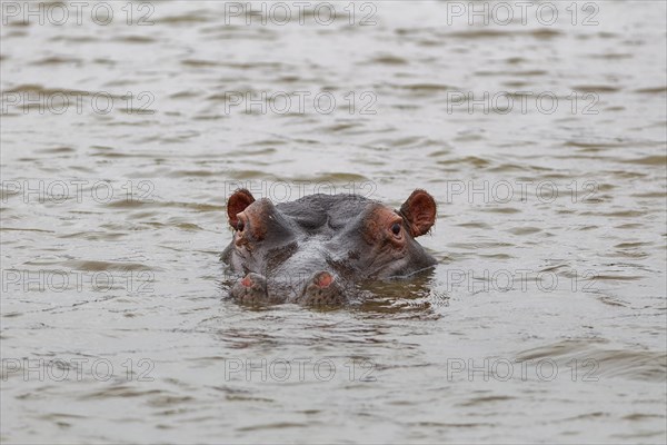 Hippopotamus (Hippopotamus amphibius), adult in water, looking at camera, head close-up, Sunset Dam, Kruger National Park, South Africa, Africa