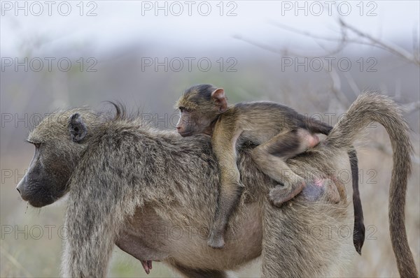 Chacma baboons (Papio ursinus), young monkey clinging to the back of its walking mother, Kruger National Park, South Africa, Africa