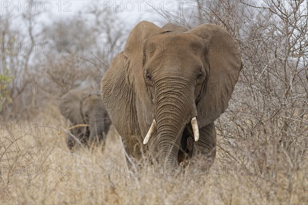 African bush elephants (Loxodonta africana), adult with a male baby walking in dry grass, foraging in light rain, facing camera, Kruger National Park, South Africa, Africa