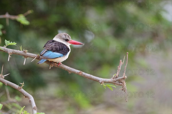 Brown-hooded kingfisher (Halcyon albiventris), adult, perched on a branch, observing, lookout point, Kruger National Park, South Africa, Africa