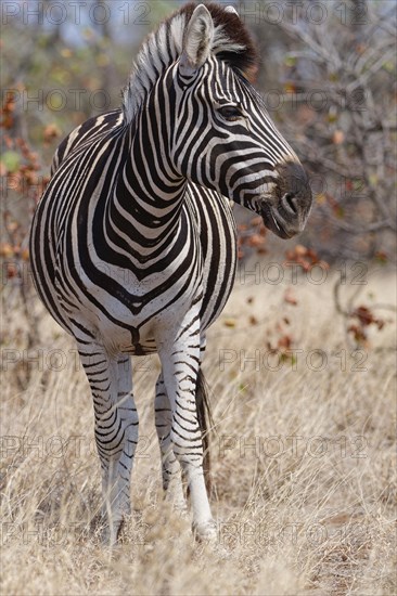 Burchell's zebra (Equus quagga burchellii), adult female standing in dry grass, looking aside, animal portrait, Kruger National Park, South Africa, Africa