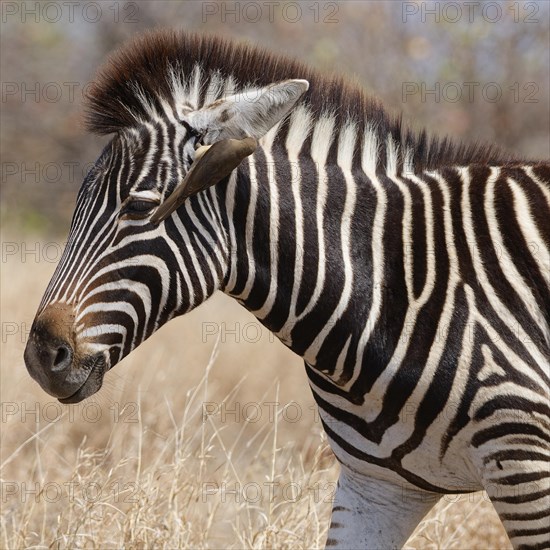 Burchell's zebra (Equus quagga burchellii), zebra foal standing in dry grass, with red-billed oxpecker (Buphagus erythrorynchus) hanging on its ear, feeding, Kruger National Park, South Africa, Africa