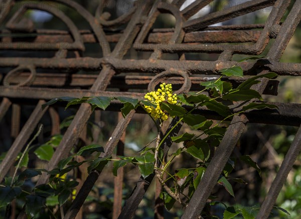 Rusty grave fences, Kirchof 1 of the Evangelische Georgen-Parochialgemeinde, Greisfswalder Strasse, Berlin, Germany, Europe