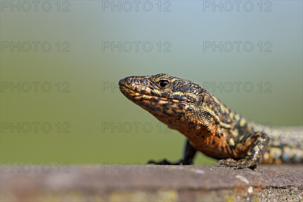 Common wall lizard (Podarcis muralis), adult male, in mating dress, sitting on a rail, in an old railway track, portrait, Landschaftspark Duisburg Nord, Ruhr area, North Rhine-Westphalia, Germany, Europe