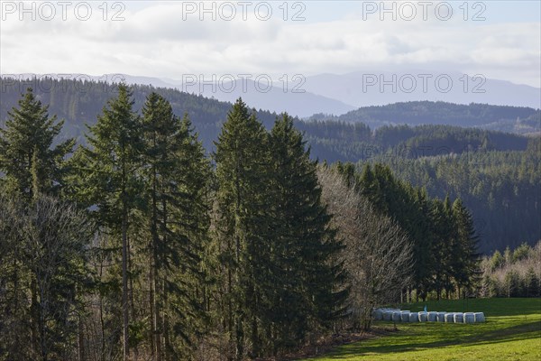 Landscape in the Black Forest with conifers, forest, hills, mist and fog near Hofstetten, Ortenaukreis, Baden-Wuerttemberg, Germany, Europe