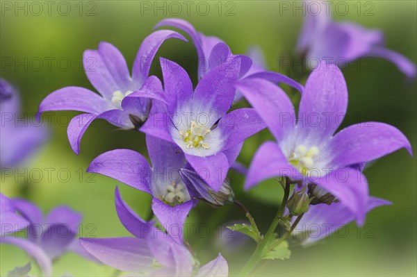 Bellflower (Campanula), North Rhine-Westphalia, Germany, Europe