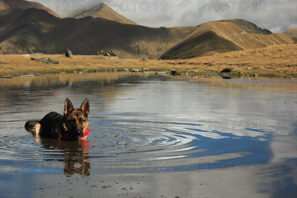 A German Shepherd wading in mountain water with a reflection and serene backdrop, Amazing Dogs in the Nature