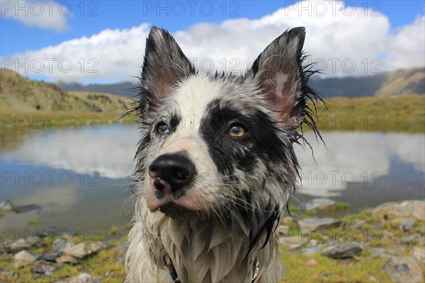 A wet dog standing by a lake with mountains and cloudy sky reflecting in the water, Amazing Dogs in the Nature