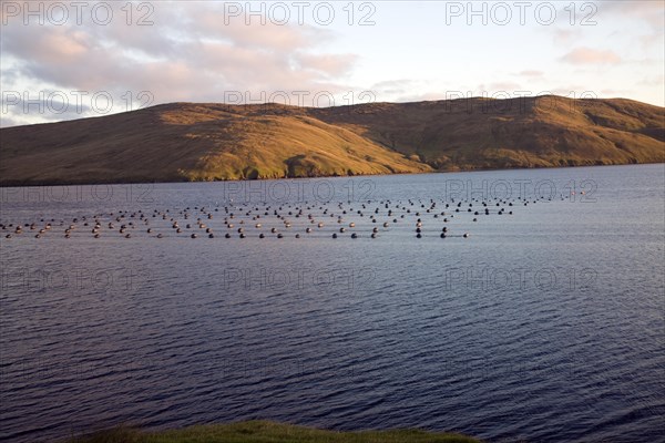 Fish farm Olna Firth at dusk, Mainland, Shetland Islands, Scotland, United Kingdom, Europe