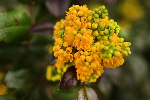 Iserlohn. Thanks to the climate change, early spring has come earlier than usual. The flowering plants in the front gardens are already showing their splendour. Thanks to climate change, early spring is coming earlier than usual this year