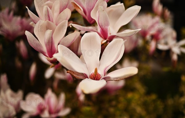 Iserlohn. Thanks to the climate change, early spring has come earlier than usual. The flowering plants in the front gardens are already showing their splendour. Thanks to climate change, early spring is coming earlier than usual this year