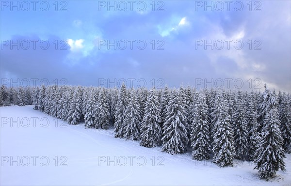 Aerial view of the wintery snow-covered forest with conifers in the Harz Mountains, Torfhaus, 28/11/2015